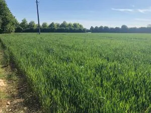 Terre agricole