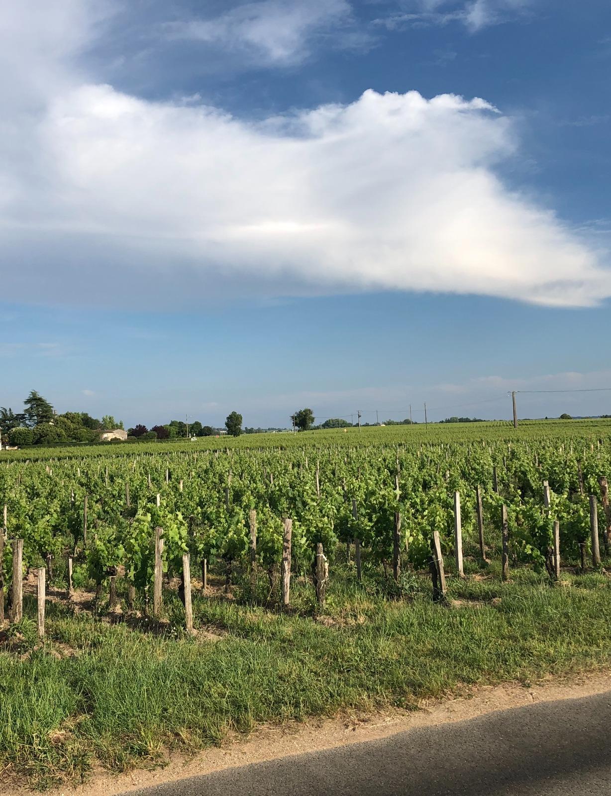 Vignes AOC POMEROL