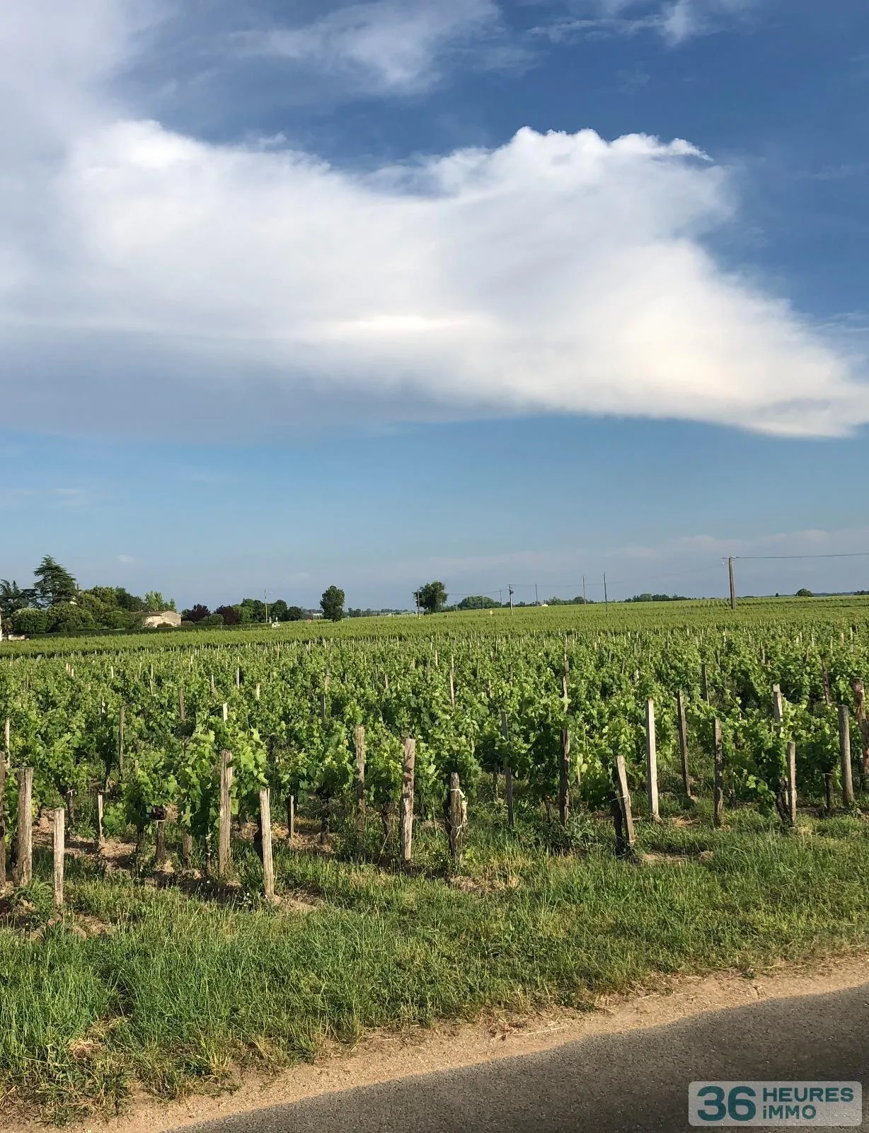 Vignes AOC POMEROL
