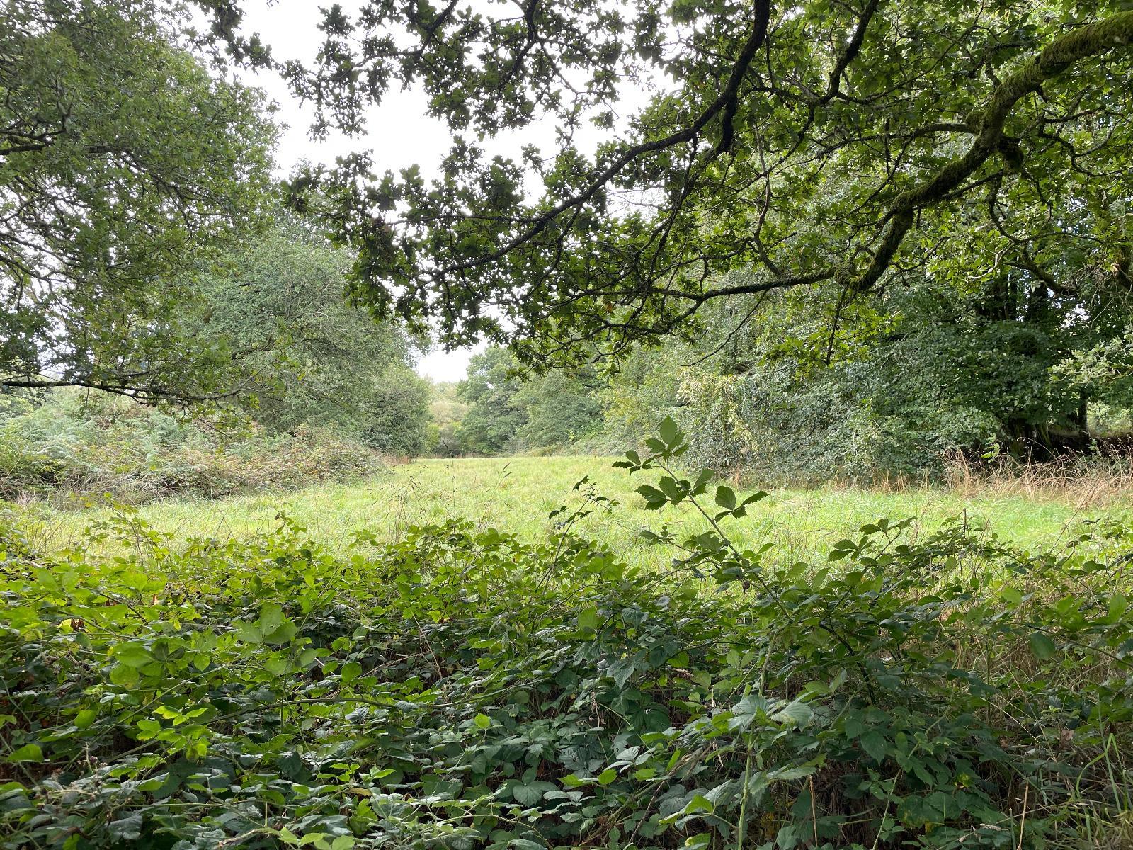 Leisure Land / Woods / Pond à Loqueffret — vignette 4