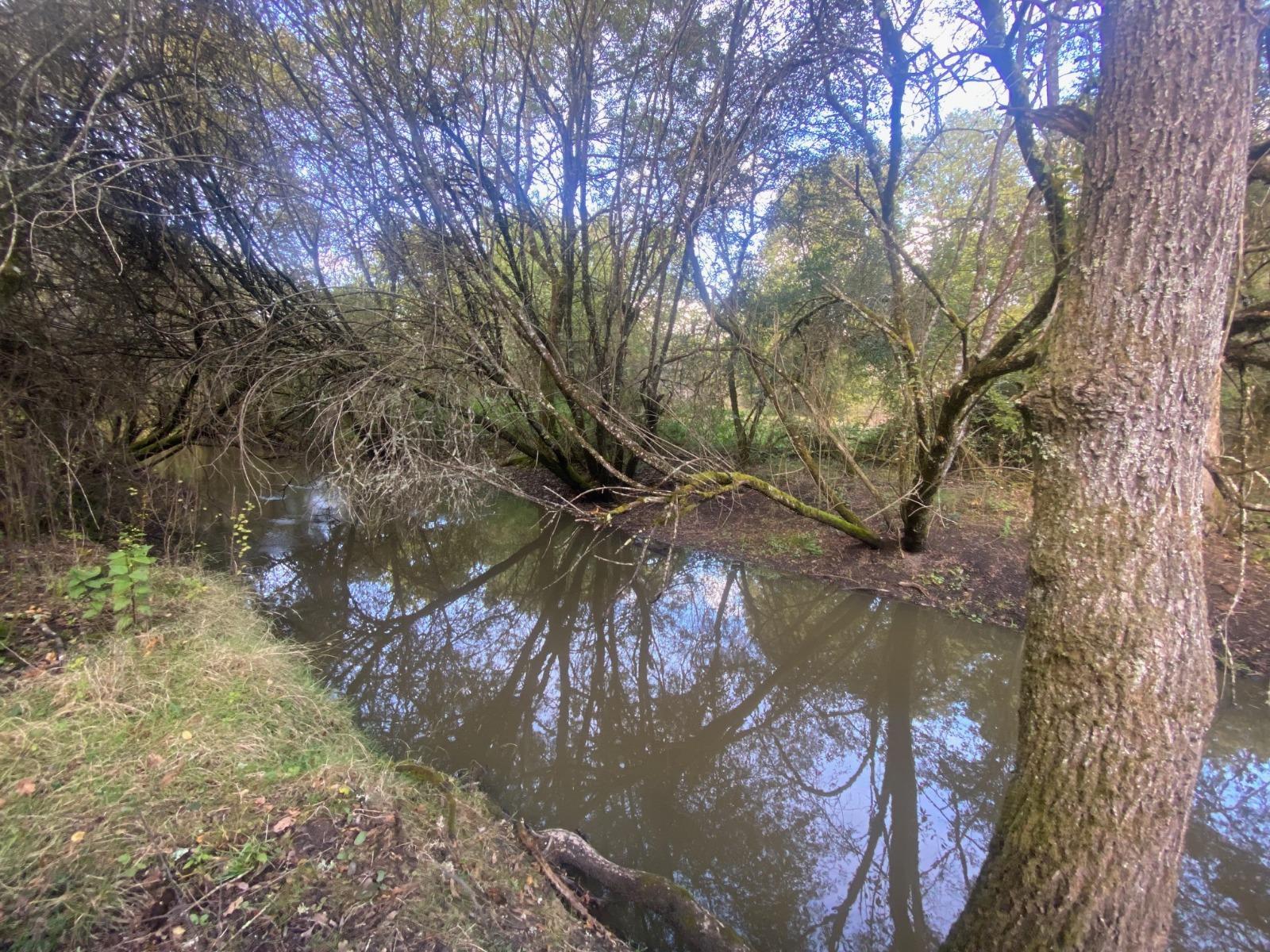 Terrain de Loisirs – Bois - Étang à Neung-sur-Beuvron — vignette 6