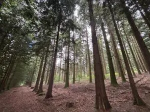 BOIS DU MONT D'HERE  SUR 51HA97A65CA  LE MENIL DE BRIOUZE 61 220 