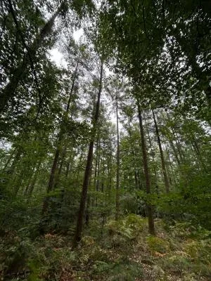 Leisure Land / Woods / Pond à Le Ménil-de-Briouze — vignette 10