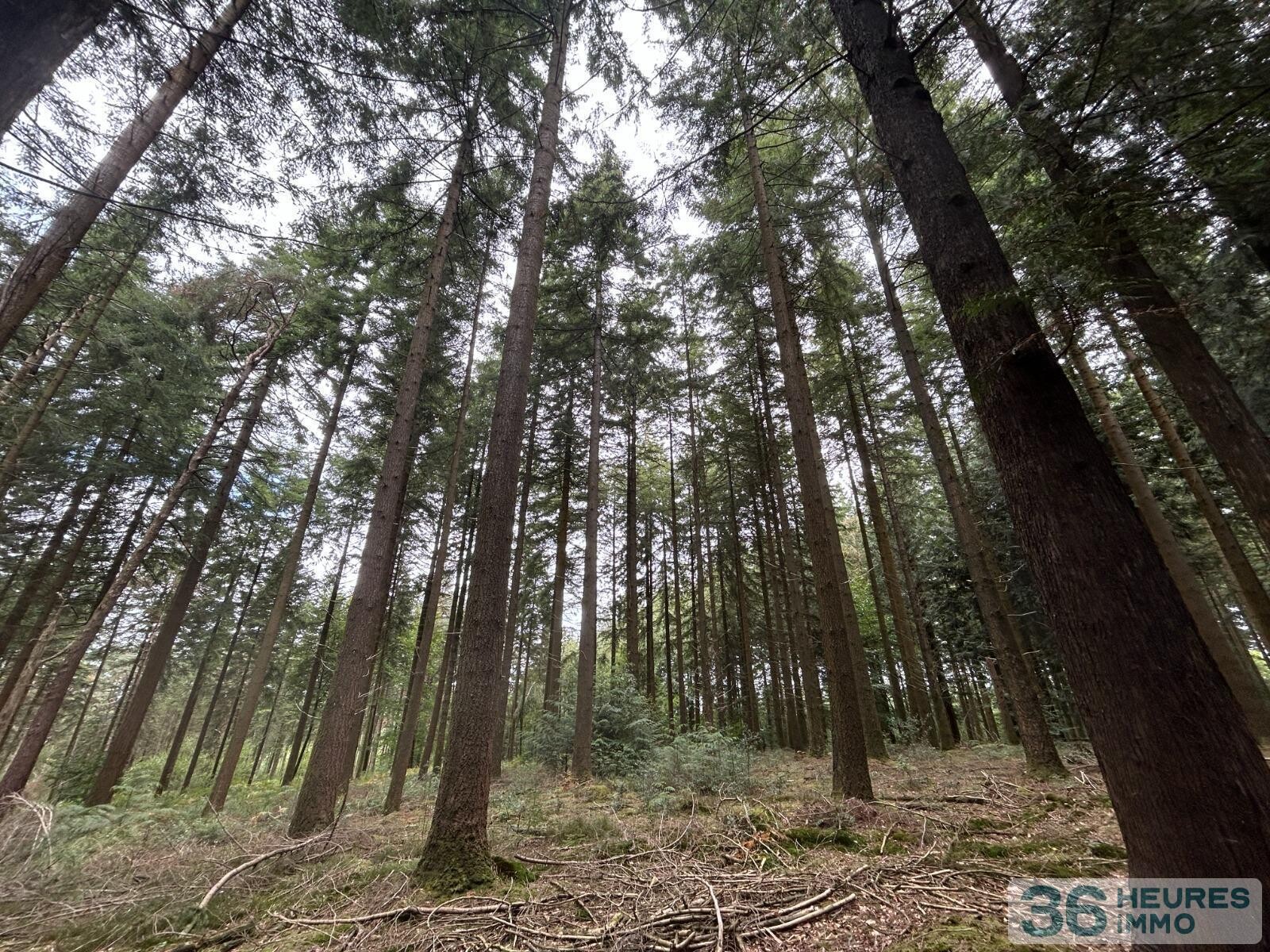 Terrain de Loisirs – Bois - Étang à Le Ménil-de-Briouze — vignette 7