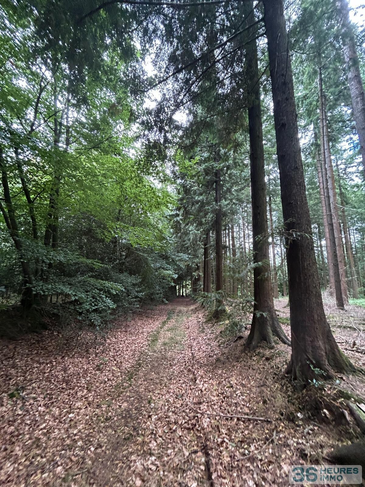 Terrain de Loisirs – Bois - Étang à Le Ménil-de-Briouze — vignette 8