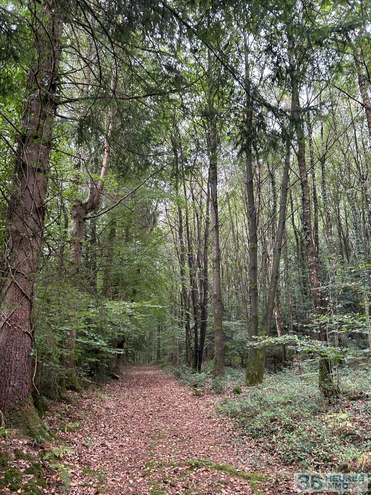Terrain de Loisirs – Bois - Étang à Le Ménil-de-Briouze — vignette 11