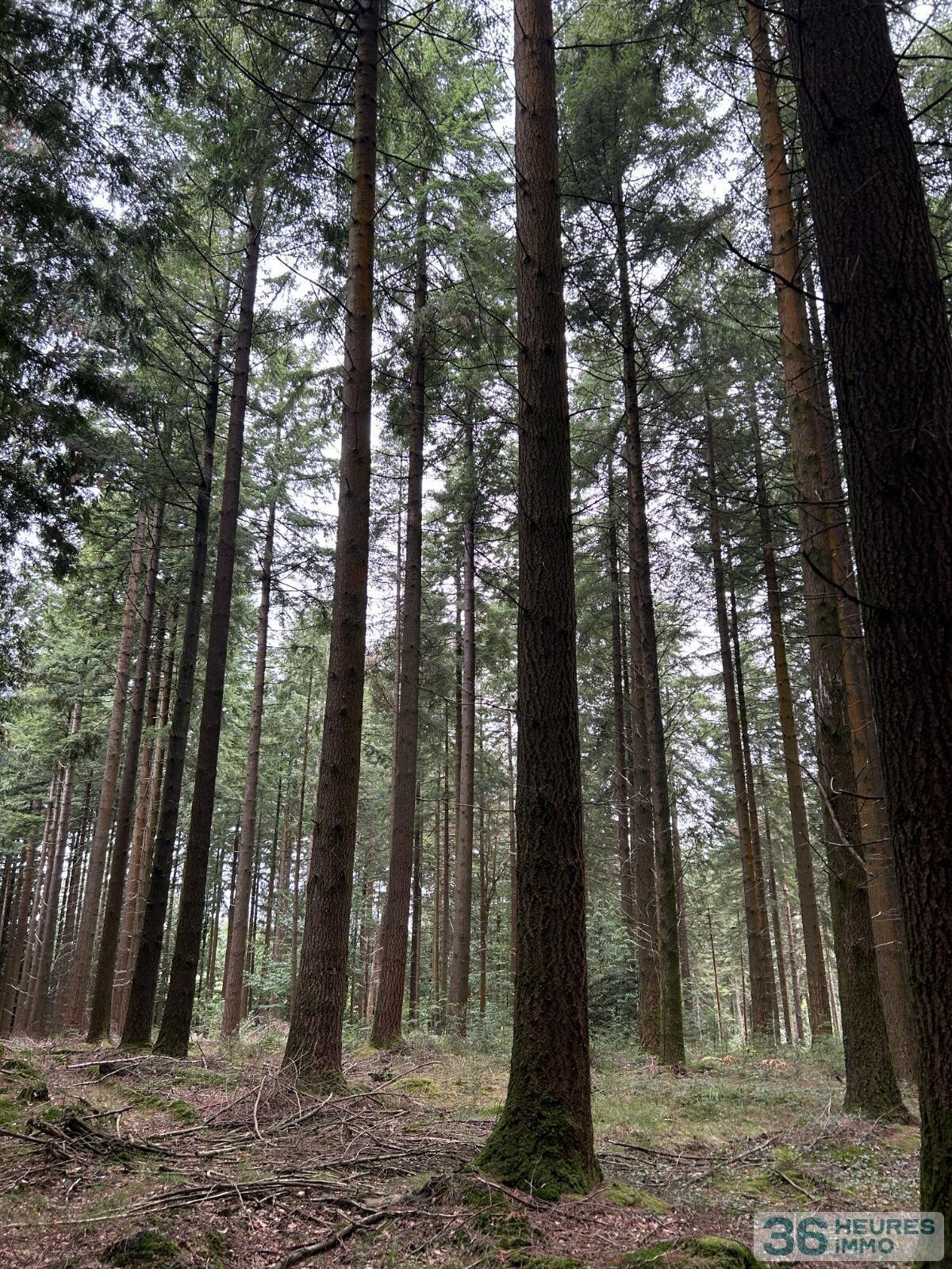 Terrain de Loisirs – Bois - Étang à Le Ménil-de-Briouze — vignette 13