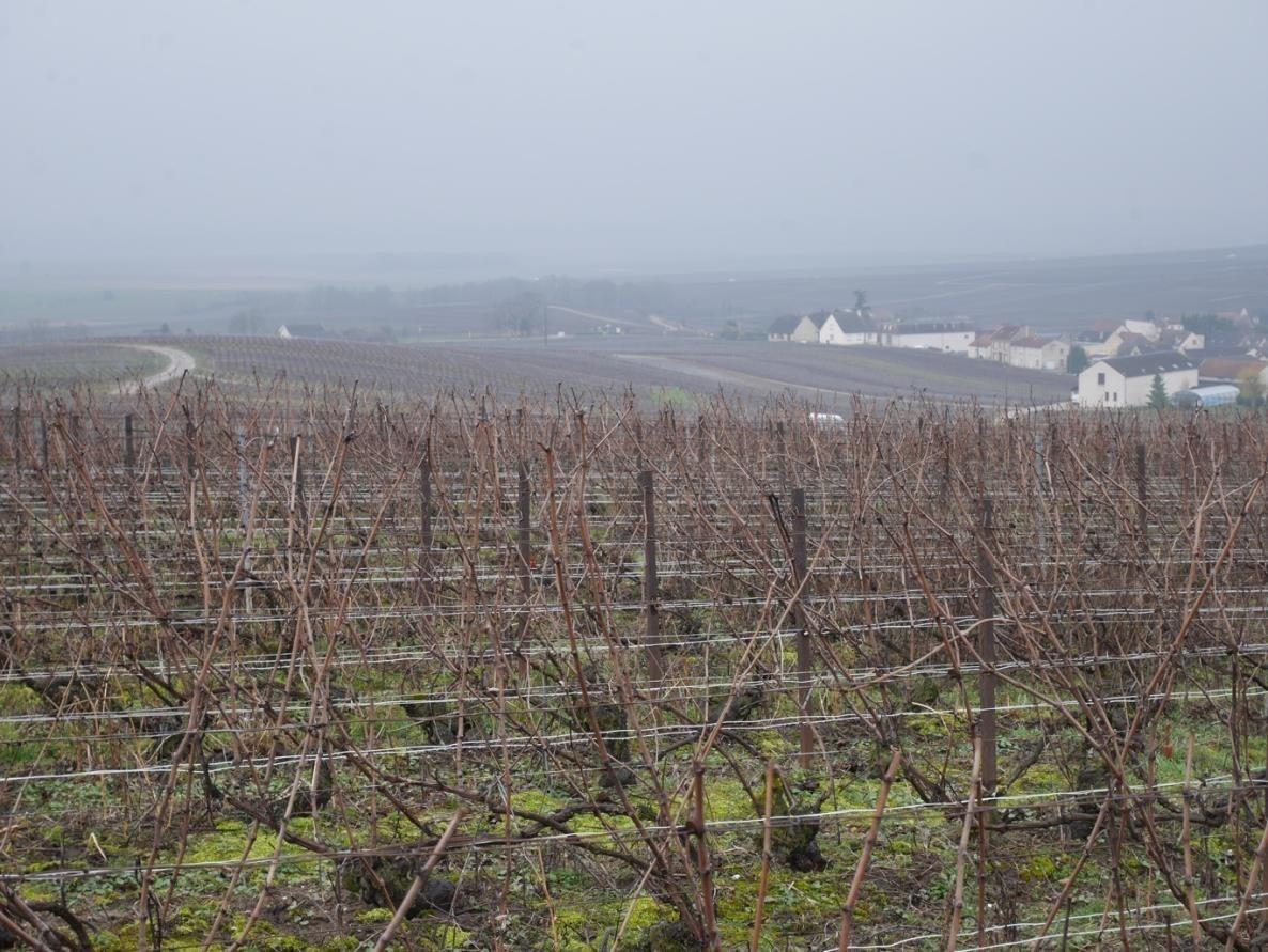 Parcelle de vignes de Champagne