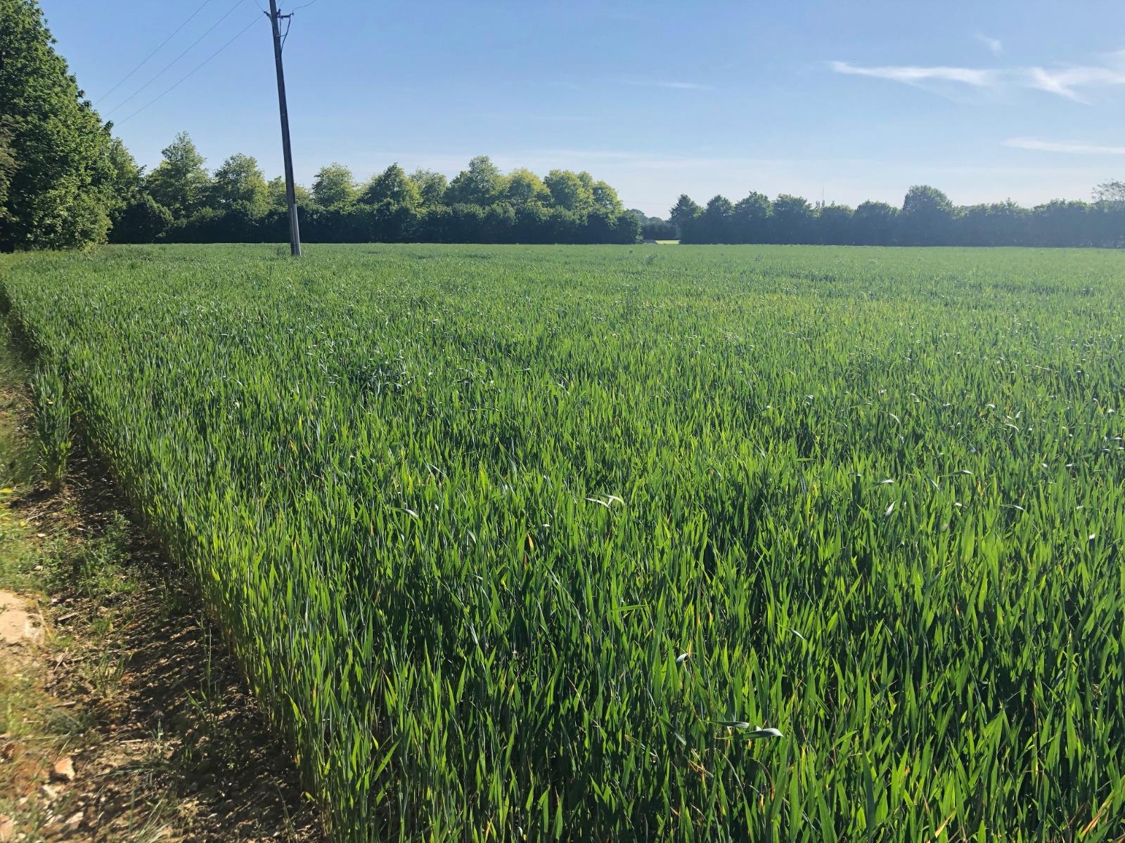 Terre agricole