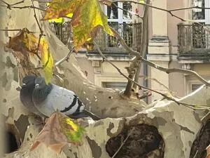 Immeuble à Perpignan — vignette 9