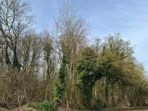 PARCELLES BOISÉES