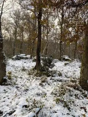 Bois à vendre-ST GERMAIN DE MODEON