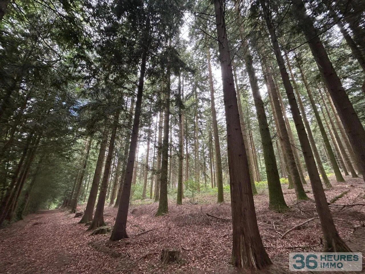 Terrain de Loisirs – Bois - Étang à Le Ménil-de-Briouze