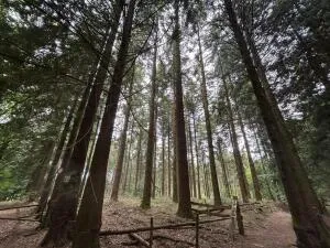 Terrain de Loisirs – Bois - Étang à Le Ménil-de-Briouze — vignette 6