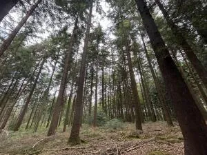 Terrain de Loisirs – Bois - Étang à Le Ménil-de-Briouze — vignette 7