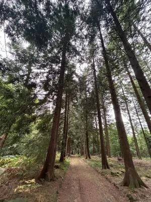 Terrain de Loisirs – Bois - Étang à Le Ménil-de-Briouze — vignette 12