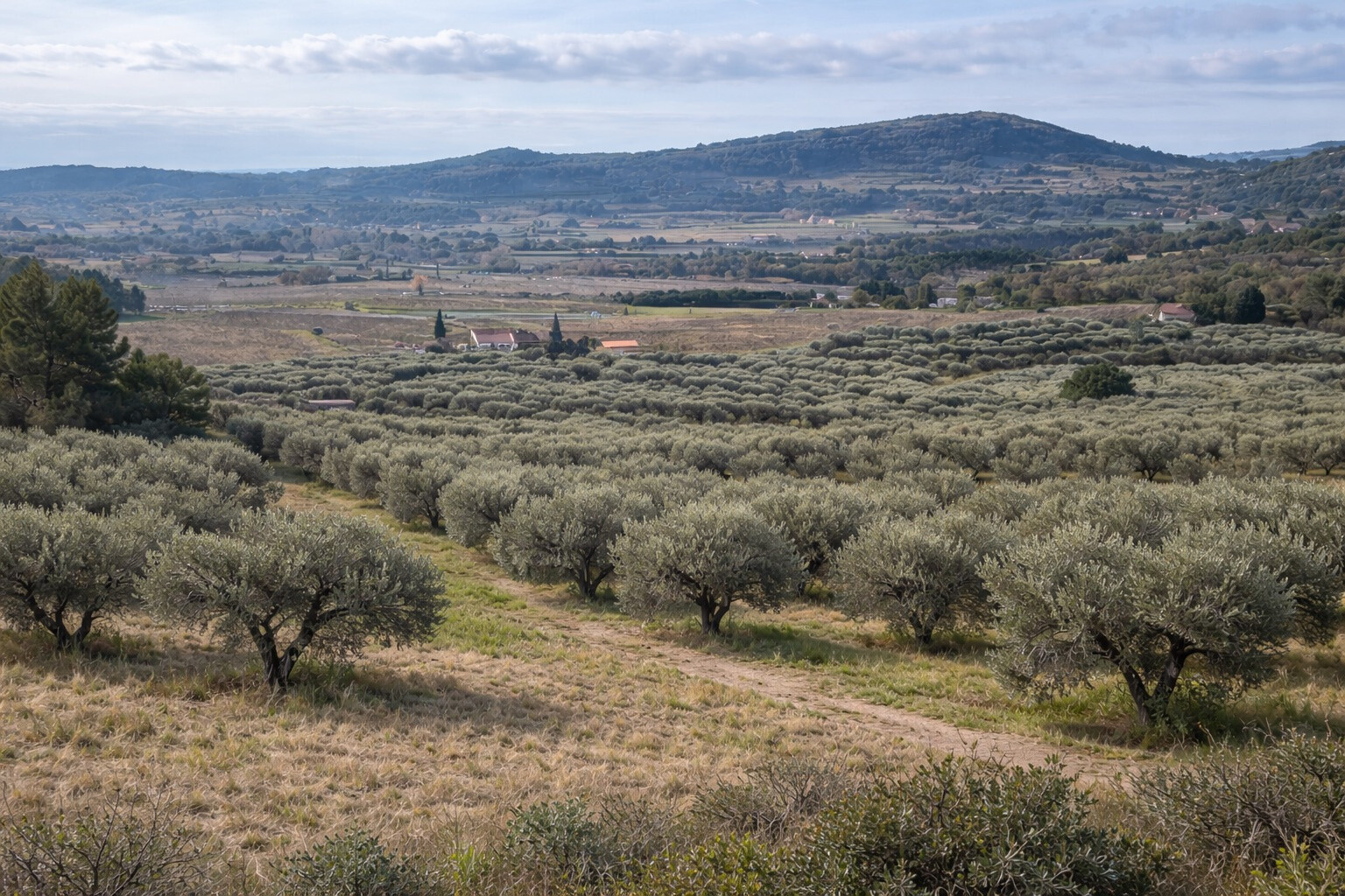 Oliveraie de caractère - 1 hectare - Zone AOP Bandol - Le Castellet