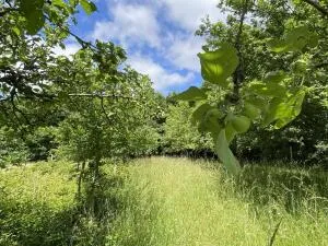Terrain à Bâtir à Mervent — vignette 7