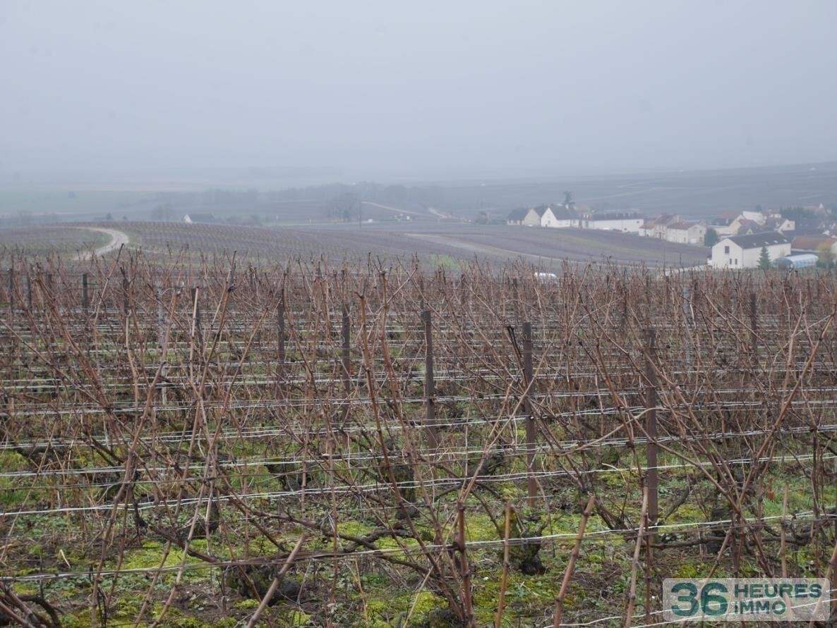 Parcelle de vignes de Champagne