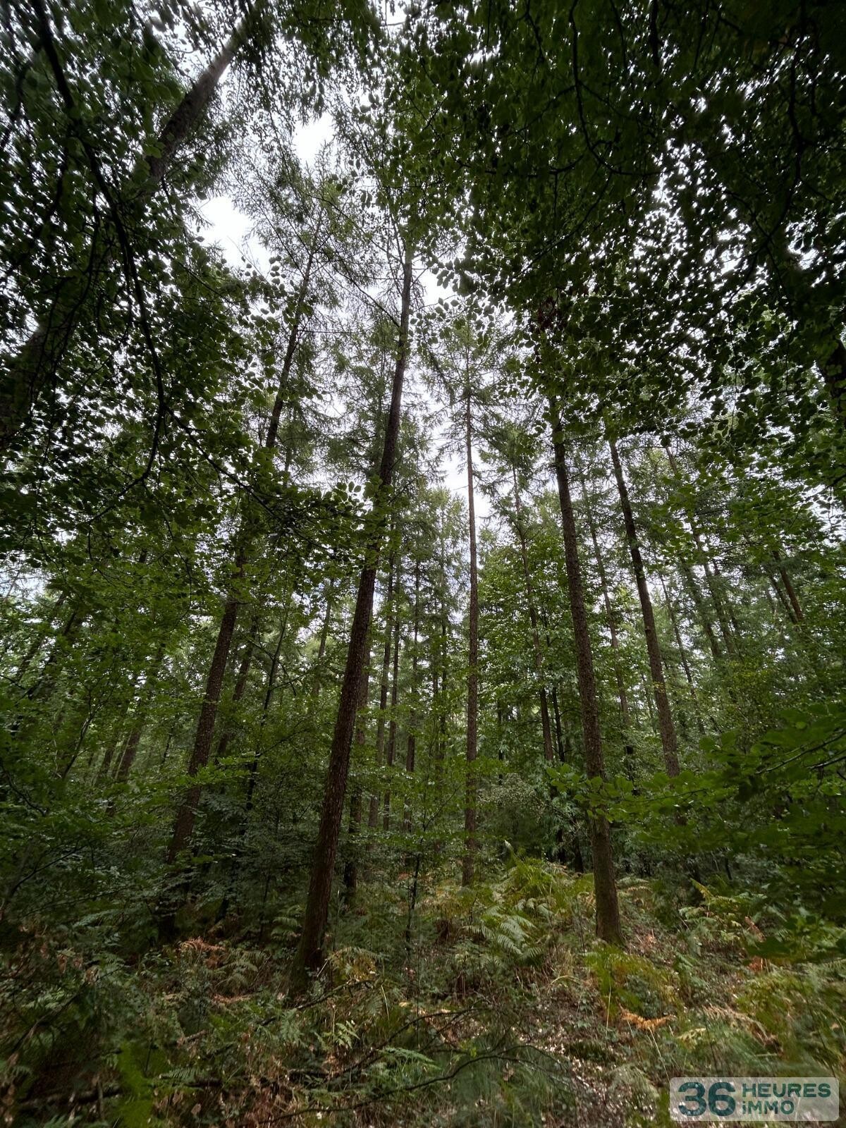 BOIS DU MONT D'HERE  SUR 51HA97A65CA  LE MENIL DE BRIOUZE 61 220 