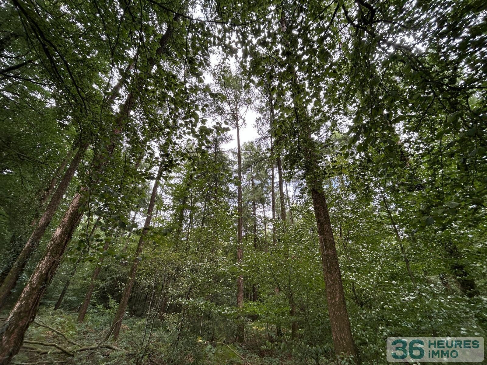 BOIS DU MONT D'HERE  SUR 51HA97A65CA  LE MENIL DE BRIOUZE 61 220 